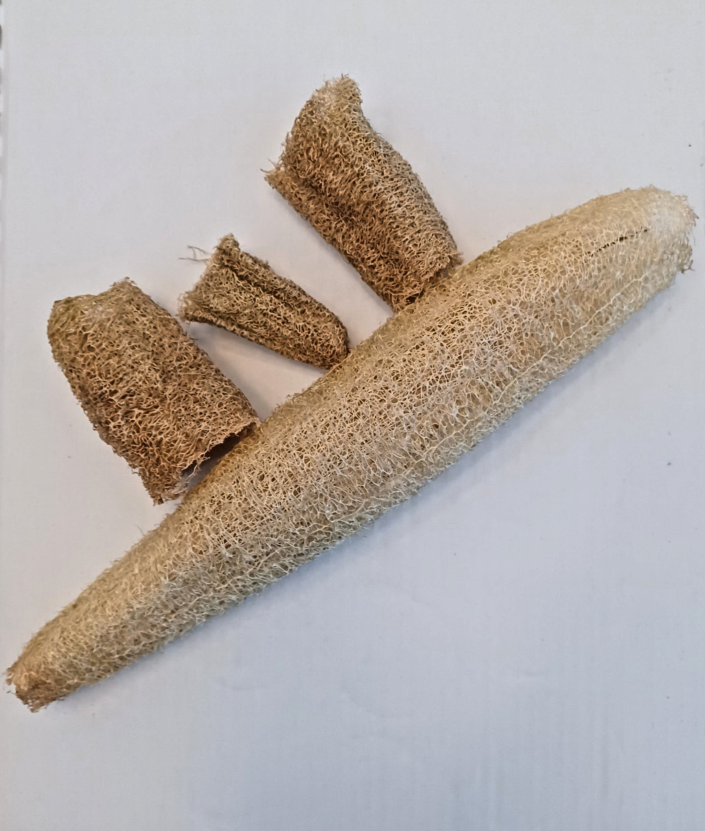 25 Luffa Gourd Seeds (Collected 2026)