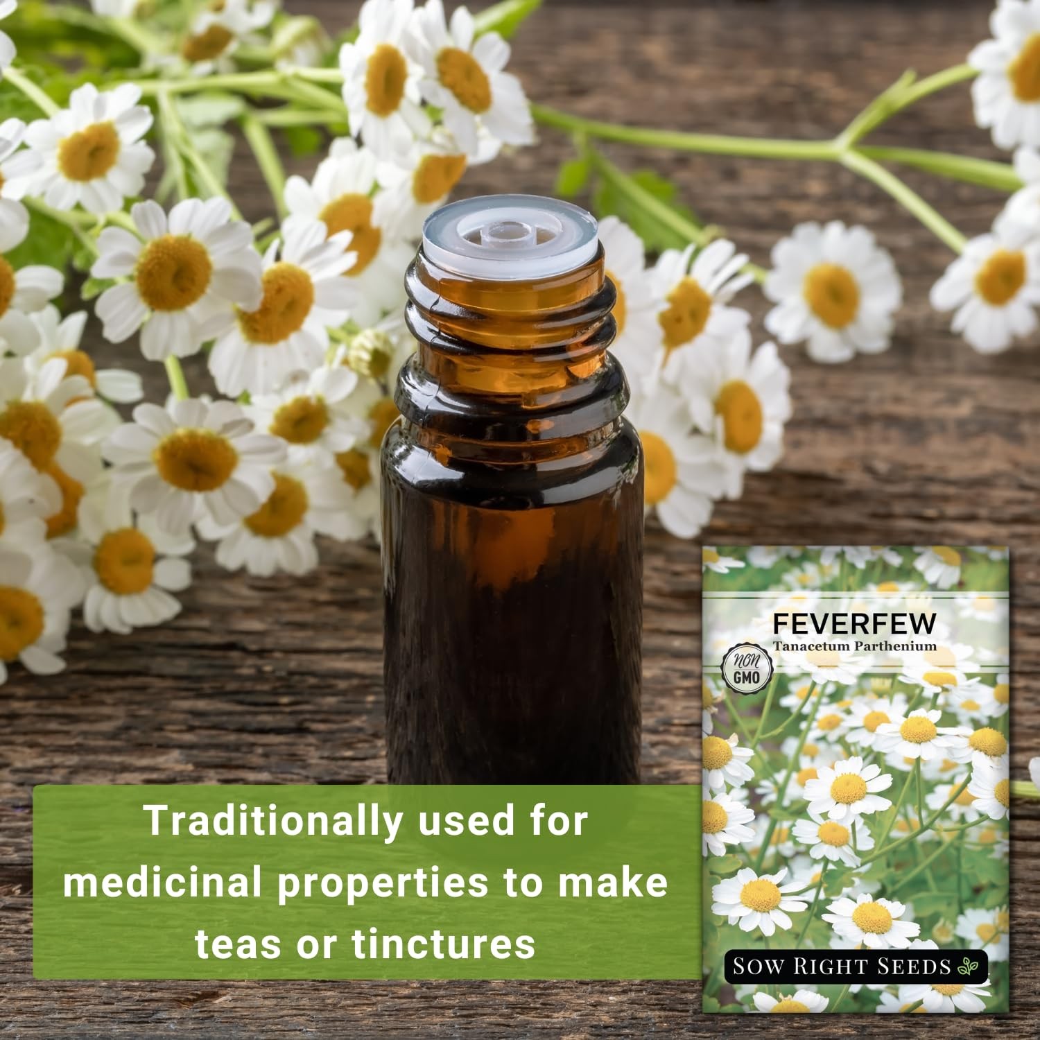 – Feverfew Seeds for Planting – Non-GMO Heirloom Packet with Instructions to …