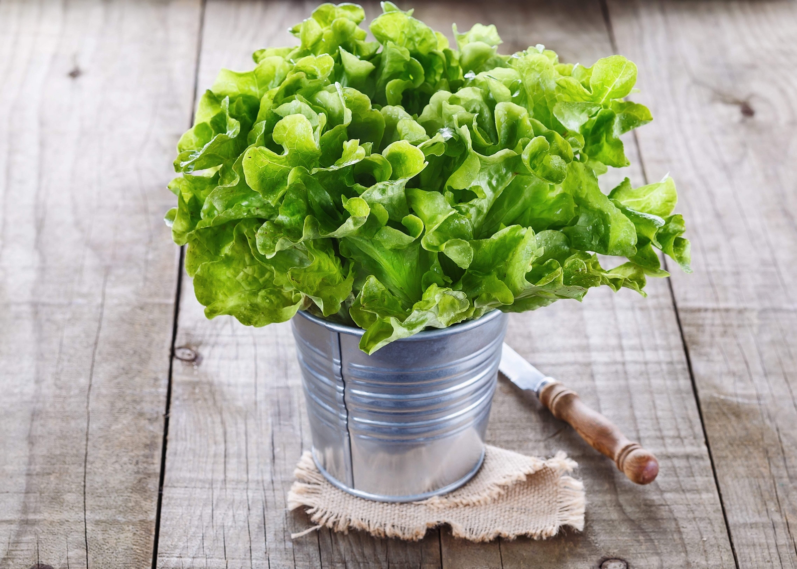 3000 OAK LEAF LETTUCE Lactuca Sativa Vegetable Seeds