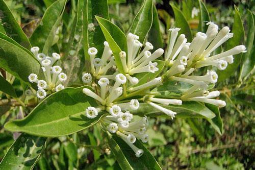 Cestrum diurnum | China Berry | White Chocolate Cestrum | 5 Seeds