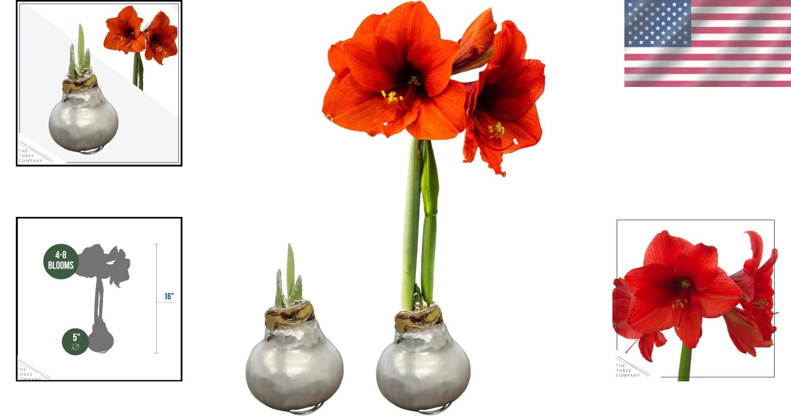 Silver Wax Amaryllis Bulbs – 2-Pack Live Holiday Plants