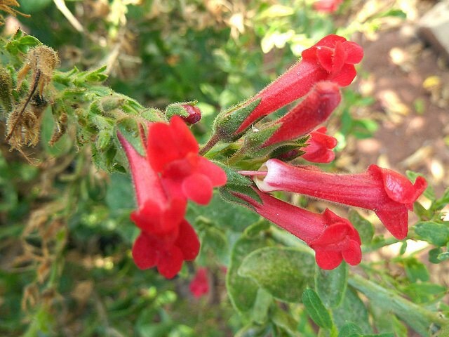 Gambelia speciosa | Showy Island Snapdragon | 20 Seeds