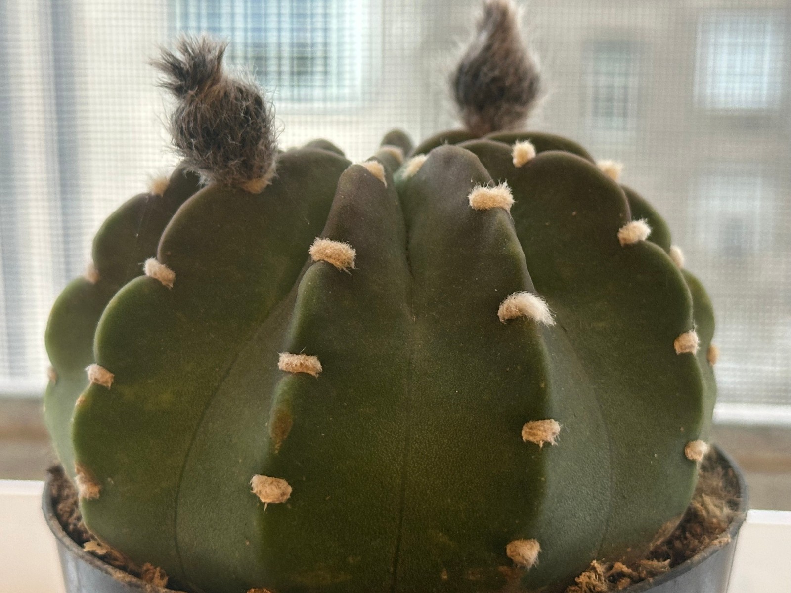 Echinopsis subdenudata Live Domino Easter Lily Cactus in 4″ pot FREE SHIPPING