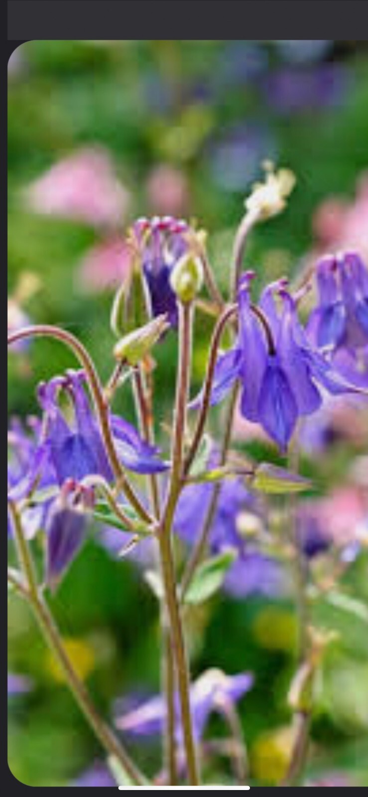 100+ Columbine Seeds 2024 Mixed Blue Purple Pink Flower Spring Perennial in USA