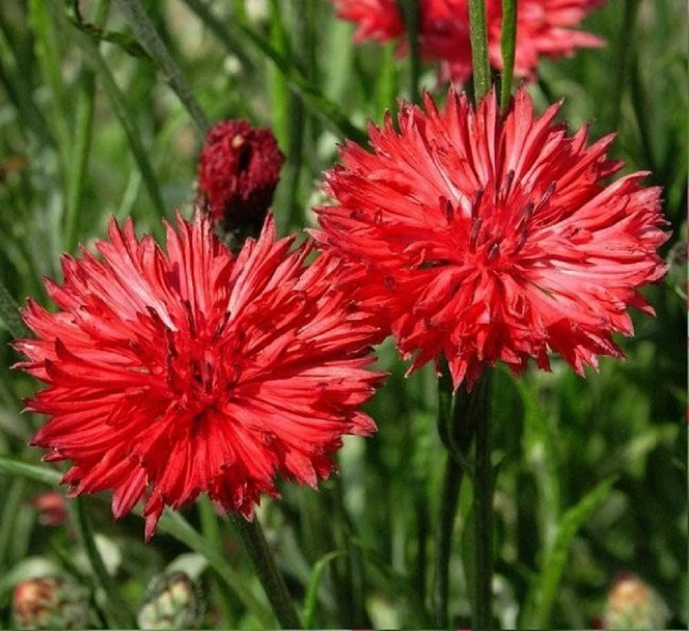 Bachelor Button Seeds, Tall Red Flower Seeds, “COOL BEANS N SPROUTS”