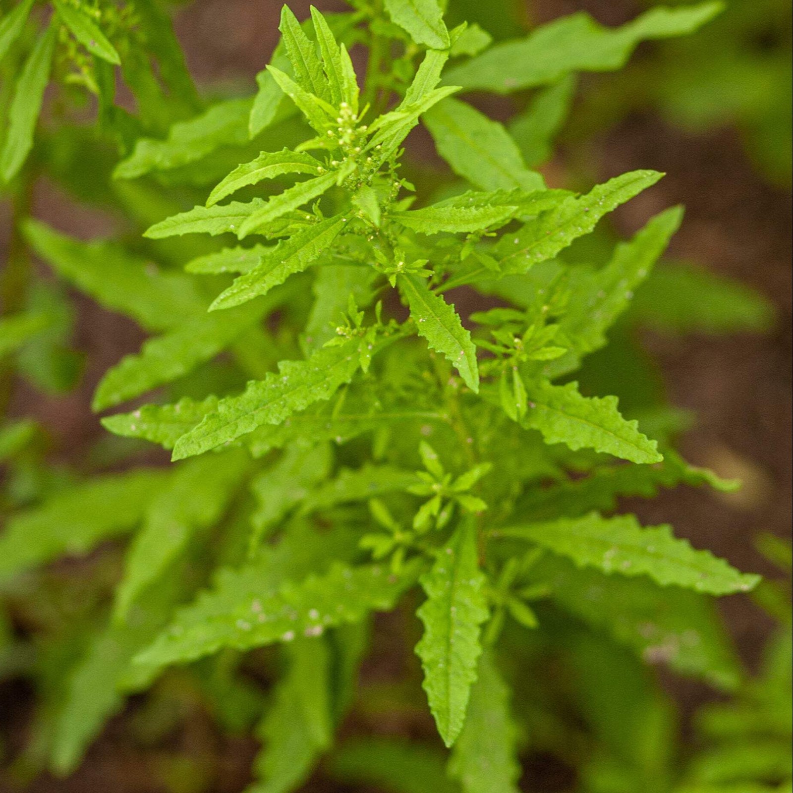 Epazote Seeds, Mexican Tea (Dysphania ambrosioides) ~Culinary Herb Garden