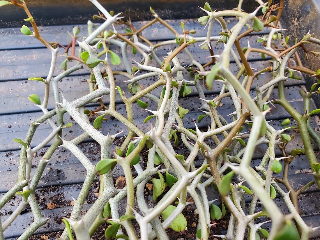 Decarya madagascariensis – Zig Zag Plant – Madagascar – 1 NON-ROOTED CUTTING