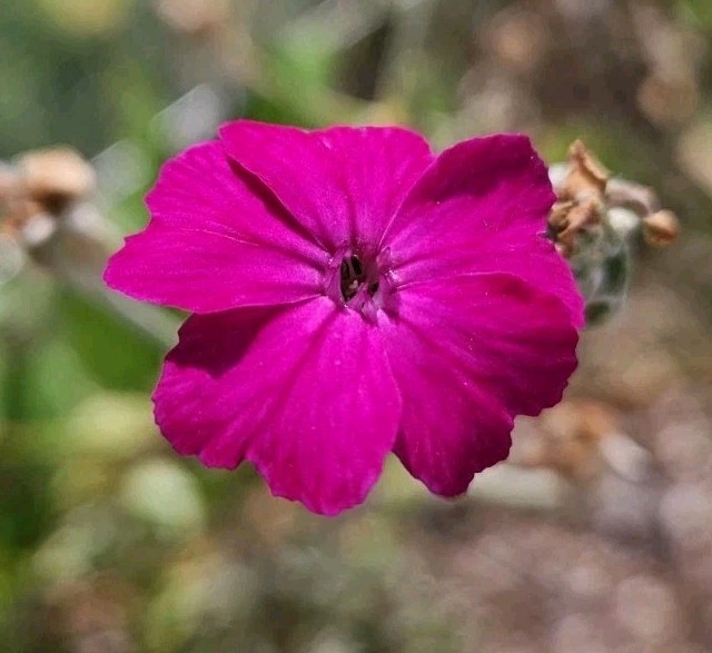 200 Vibrant Magenta- Rose Campion Seeds Perennial Low Maintenance – FREE SHIP