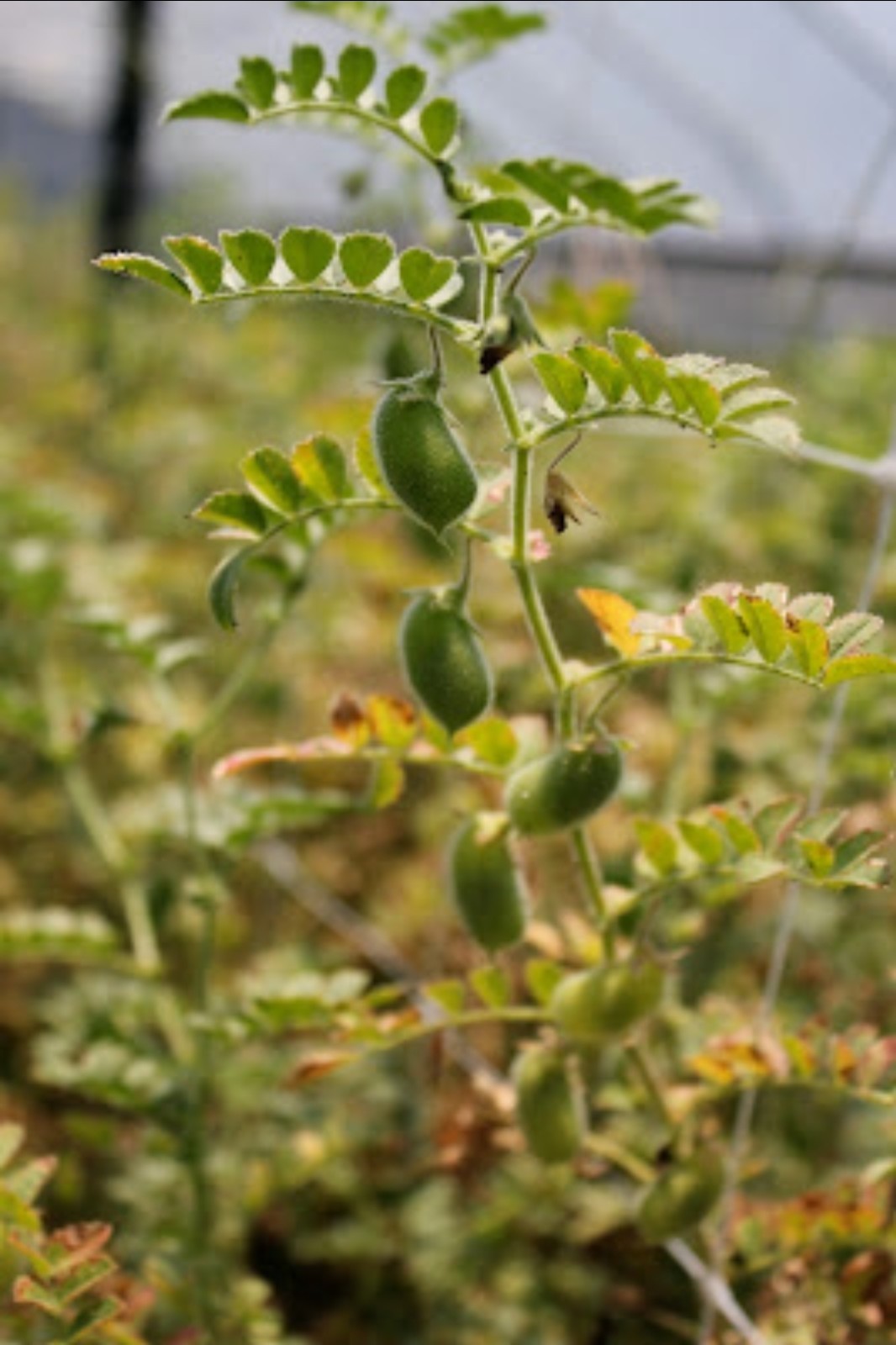 Black Garbanzo Bean Seeds (30) / Heirloom / Bush / RARE / Florida