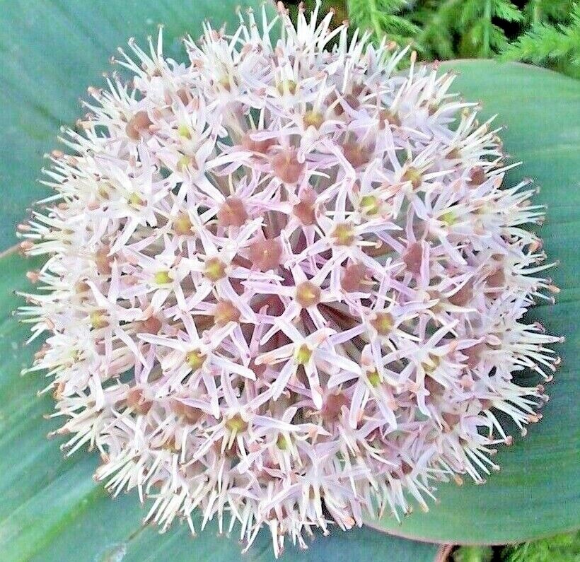 Turkistan Onion Seeds (Allium karataviense) Ornamental Onion Perennial Vegetable