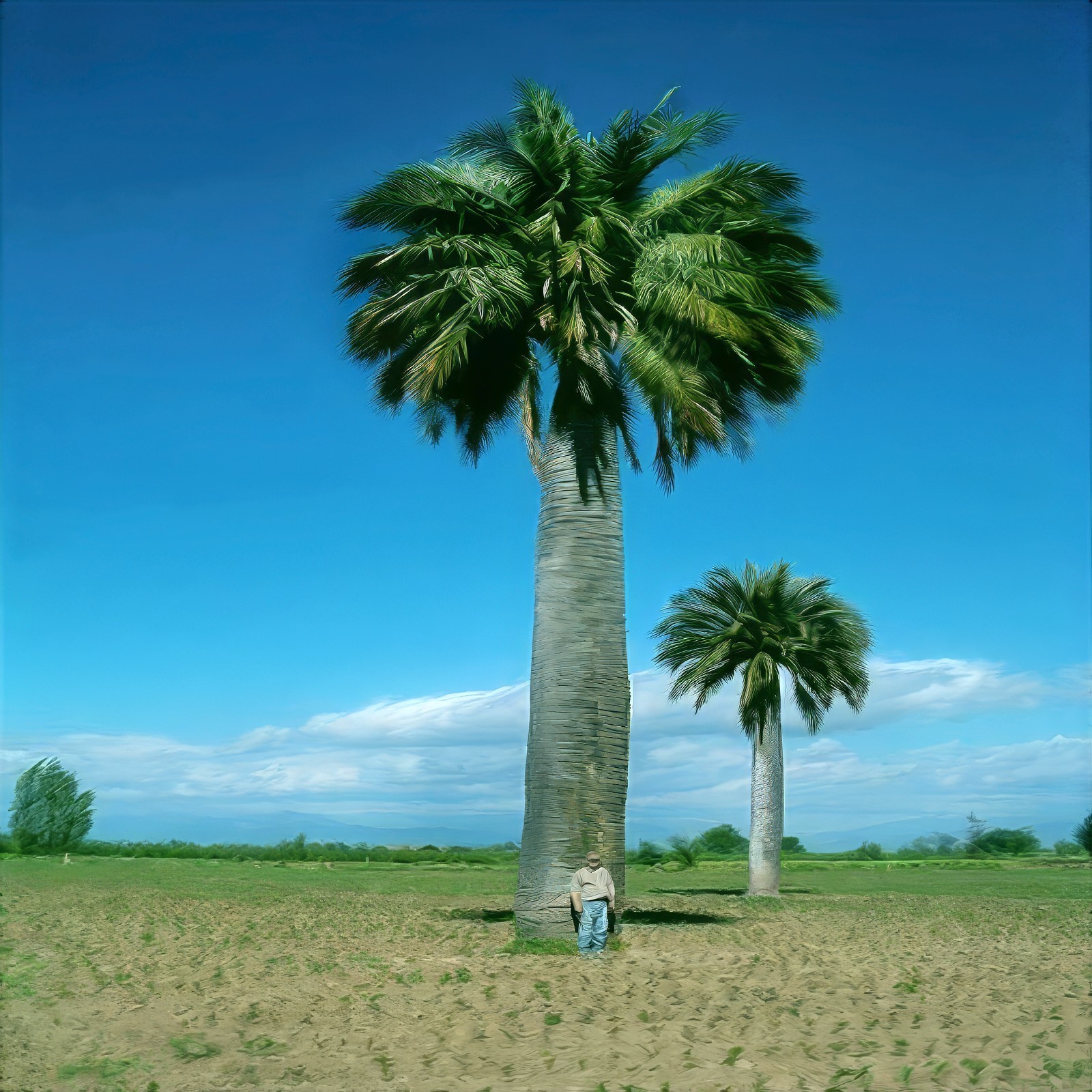 Chilean Wine Palm Tree Seeds (Jubaea chilensis) Largest Palm in World, Hardy-8