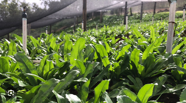 1,000+ Seeds, Recao de Puerto Rico, Culantro, ngo-gai, long coriander, Sofrito