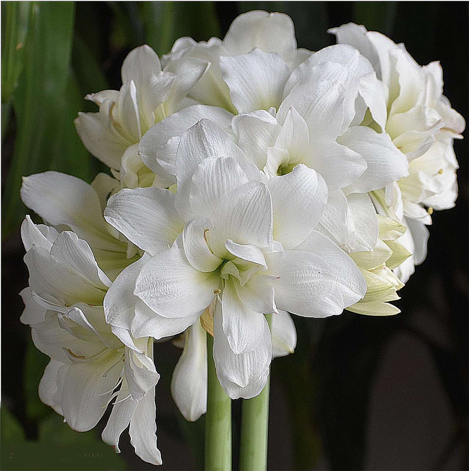 Large Amaryllis Bulb for Planting – 4-8 Blooms, 16-24″ Tall, Easy Care Decor