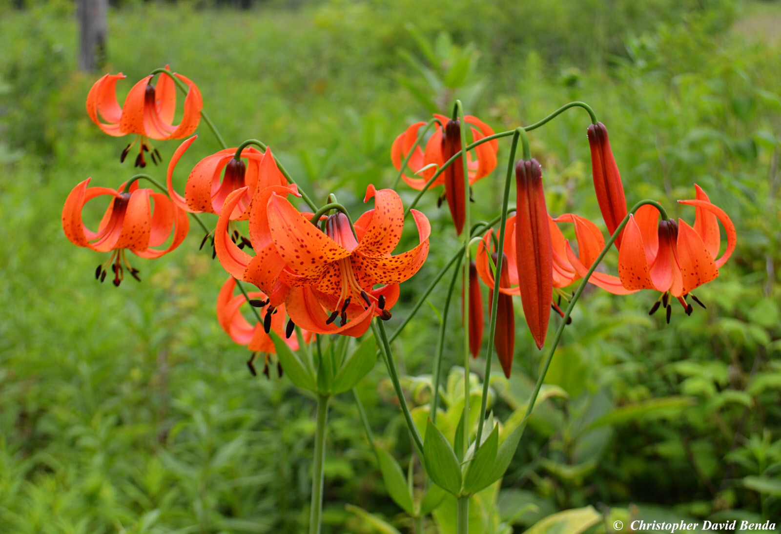 5 Turk’s-cap lily Lilium superbum Bulb/tuber Woodland Wildflower ~Native Hardy~
