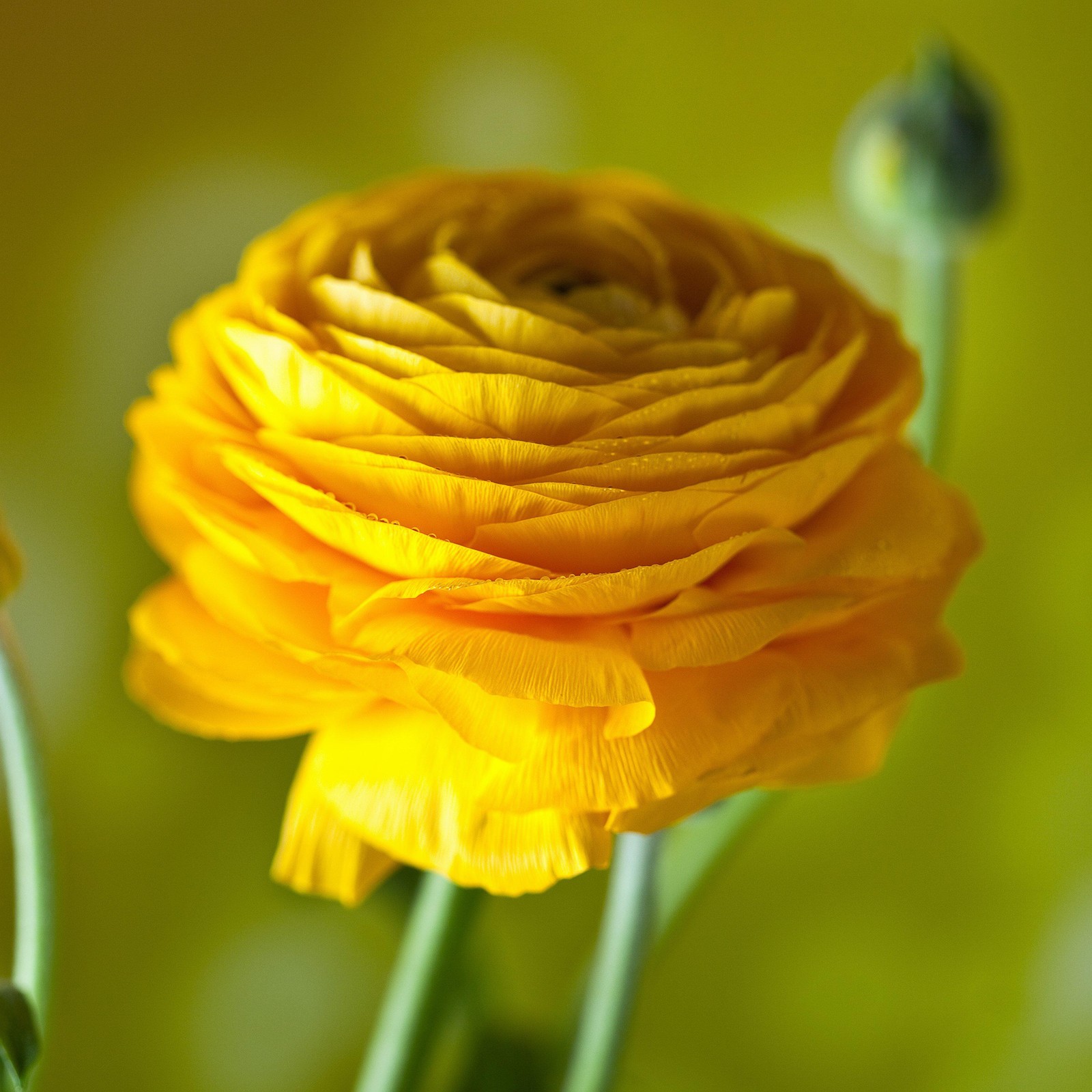 Ranunculus Buttercup Yellow 10 Flower Bulbs – Spring Yellow Blooms Temperate Sun