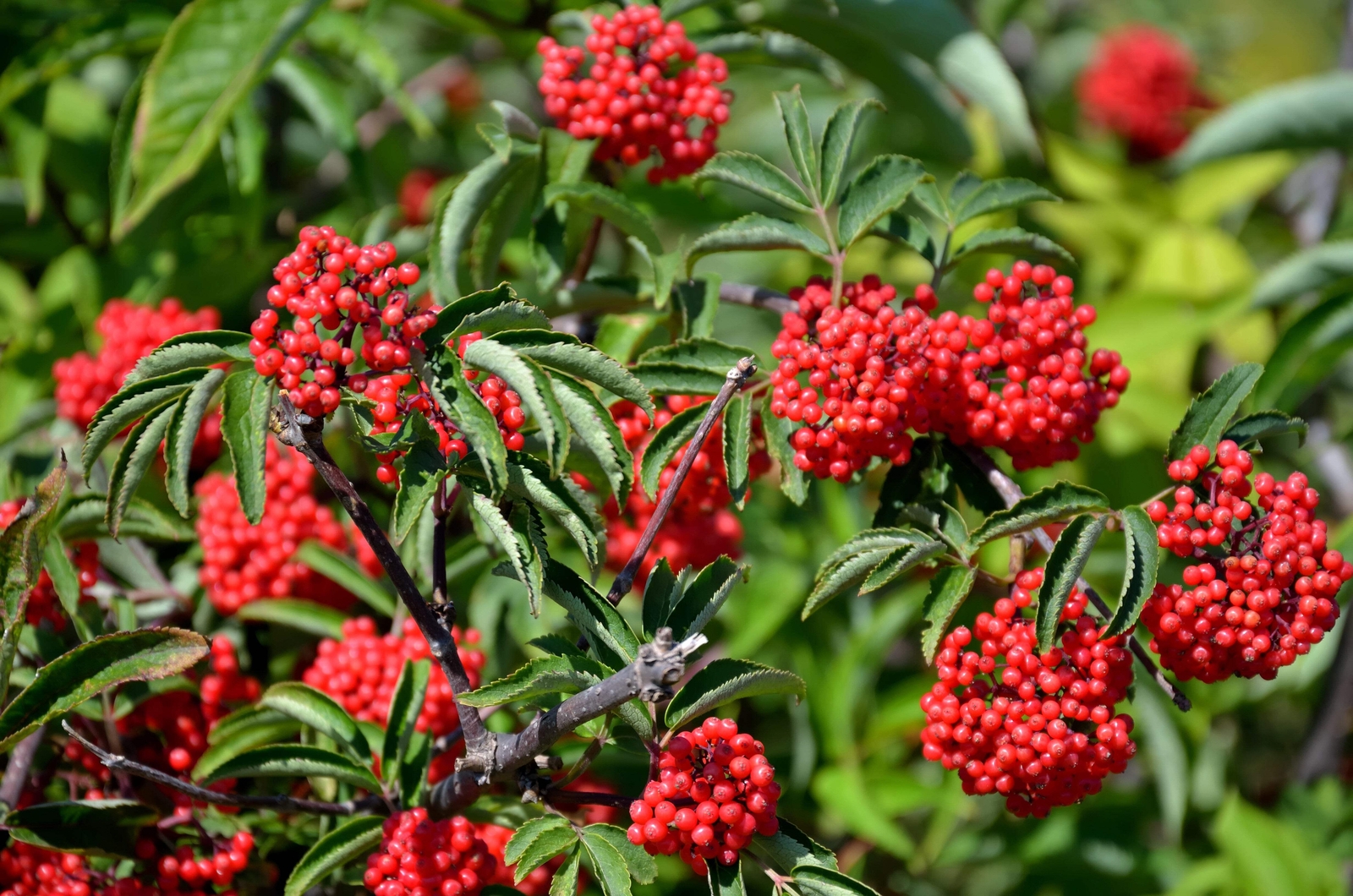 100 RED ELDERBERRY Sambucus Racemosa Mountain Elder Tree Shrub Fruit Berry Seeds