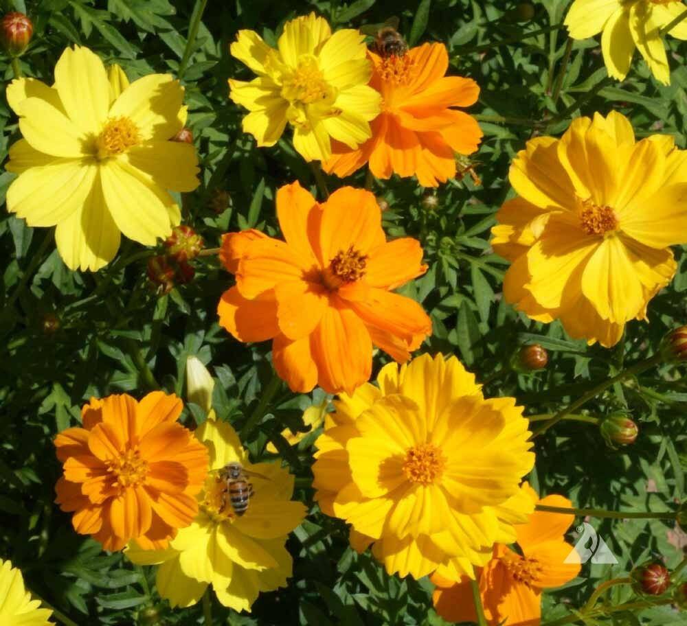 Cosmos SULPHUR DWARF Mix Orange Yellow Gold Butterflies & Bees NonGMO 100 Seeds