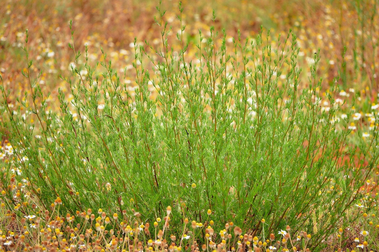 500 BEACH WORMWOOD Artemisia Caudata Silvermound Red Sagewort Herb Flower Seeds