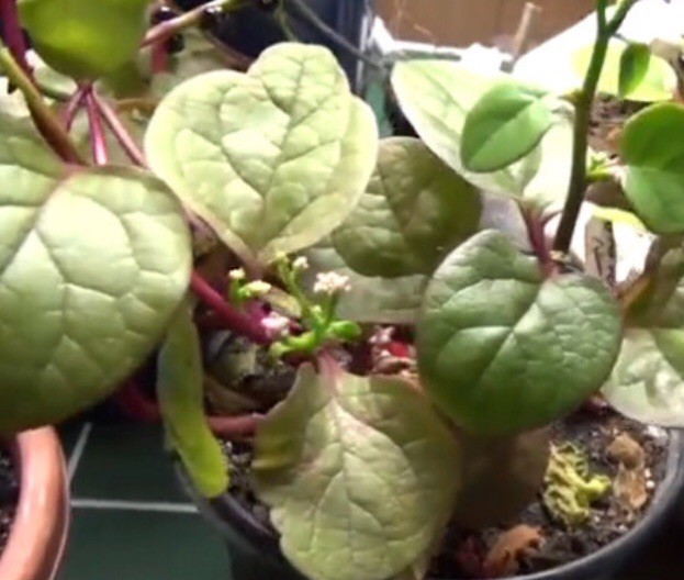 USA 600 Red Stem Malabar Spinach seeds alugbati pak plang mồng tơi Jul-2022 lot