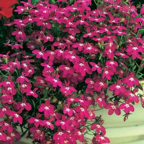 5000 Seeds Lobelia Seed – Lobelia Erinus Rosamund Ground Cover Seeds AAS Winner