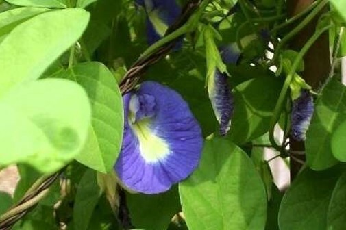 Clitoria ternatea Single Blue | Butterfly Pea | 10_seeds