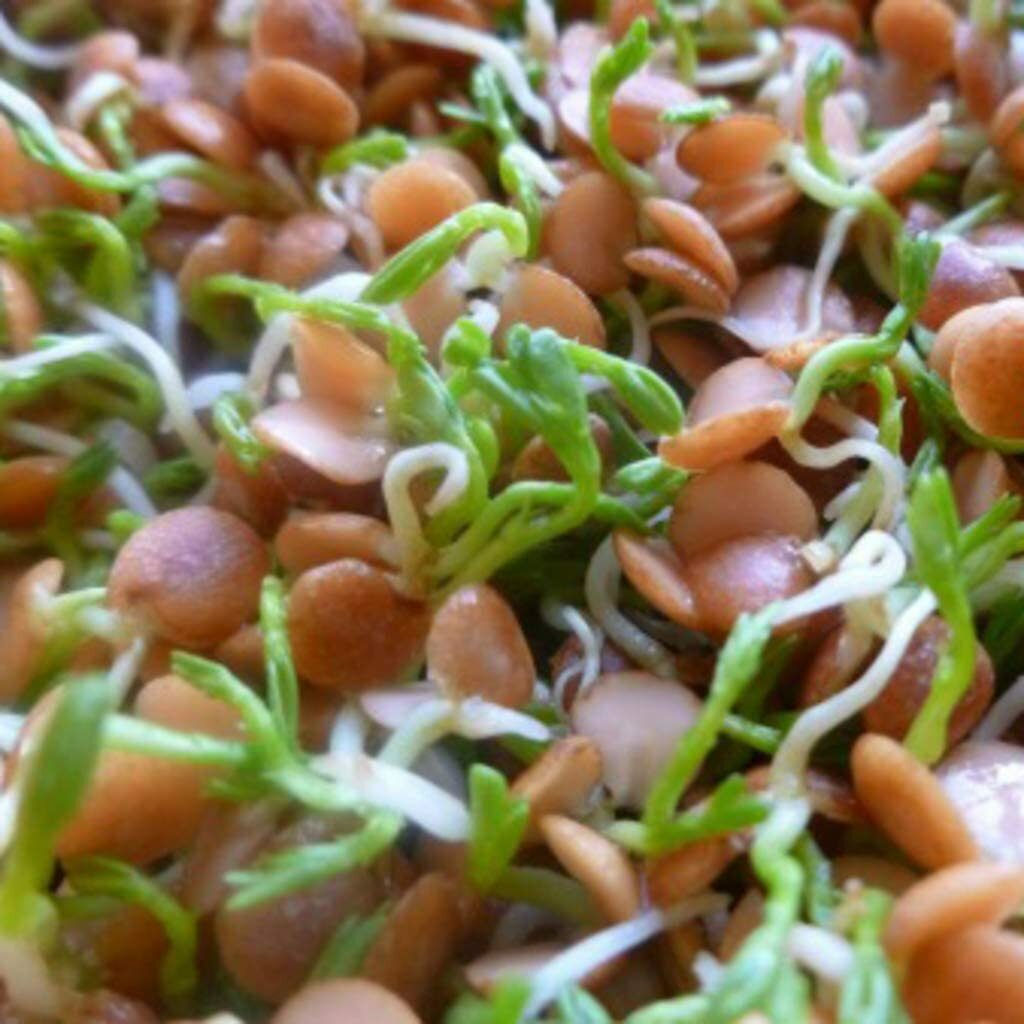 16 oz Red Lentils