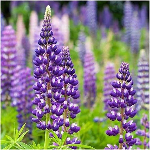 Perennial Wildflower Seed Mix 2 Ounce 30,000+ Seeds 16 Species