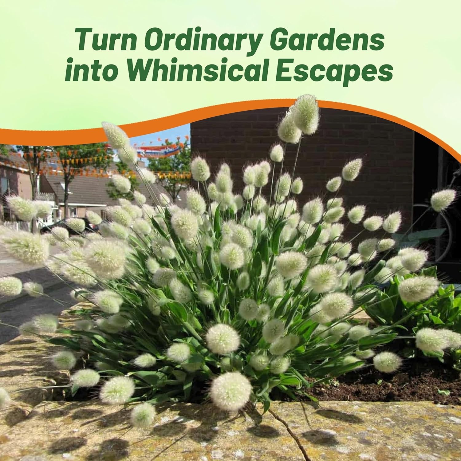 1000 Seeds Lagurus Ovatus Drought Tolerant Bunny Tails xeriscape Ornamental