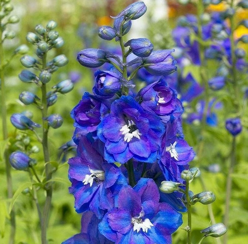 150 seeds DELPHINIUM KING ARTHUR Royal BLUE / PURPLE Tall perennial +gift
