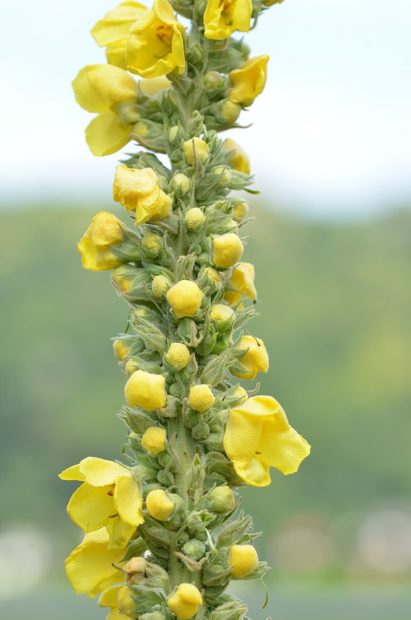 Great mullein 1000 seeds, wooly mullein, hardy 6-10′ tall, verbascum BULK seeds