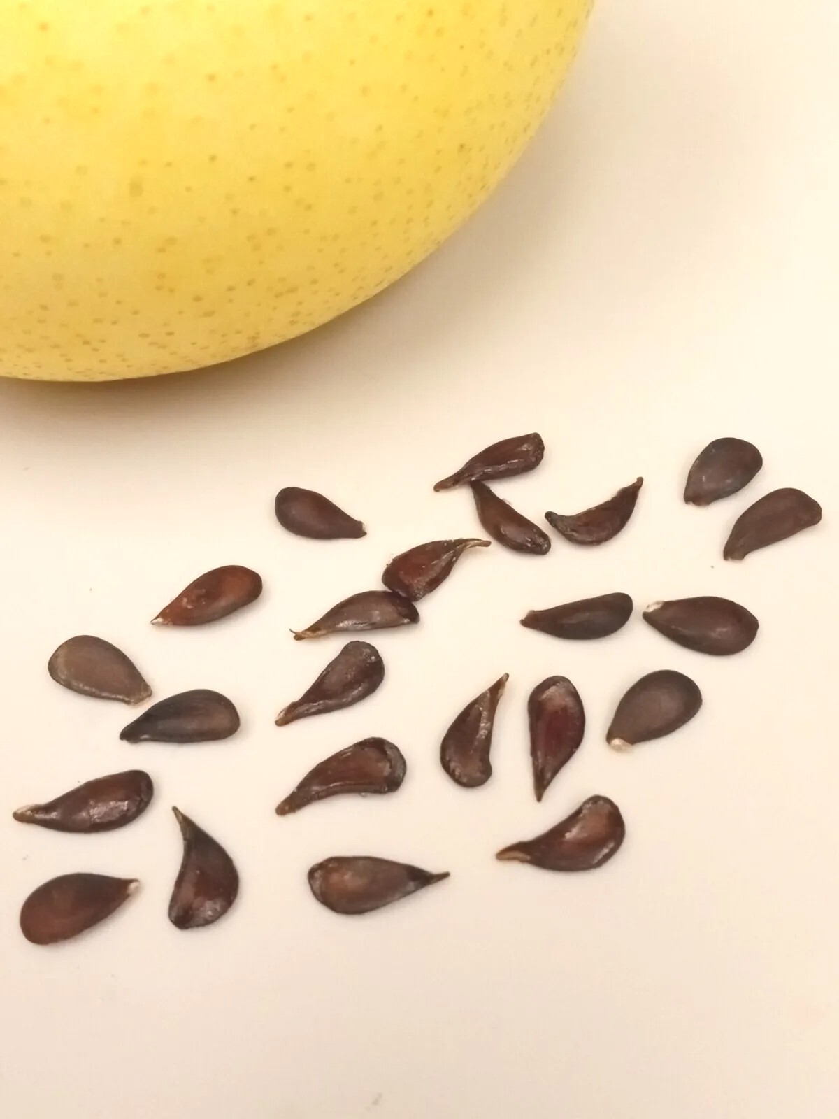 Asian Sand Pear Pyrus Pyrifolia 沙梨种子 – 10 Seeds – Edible Fruit Tree USA
