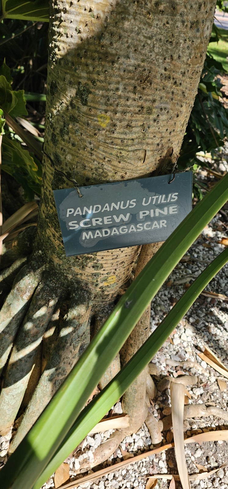 Pandanus utilis Screw Pine organic seeds fresh rare Hala tree 5 seeds Florida