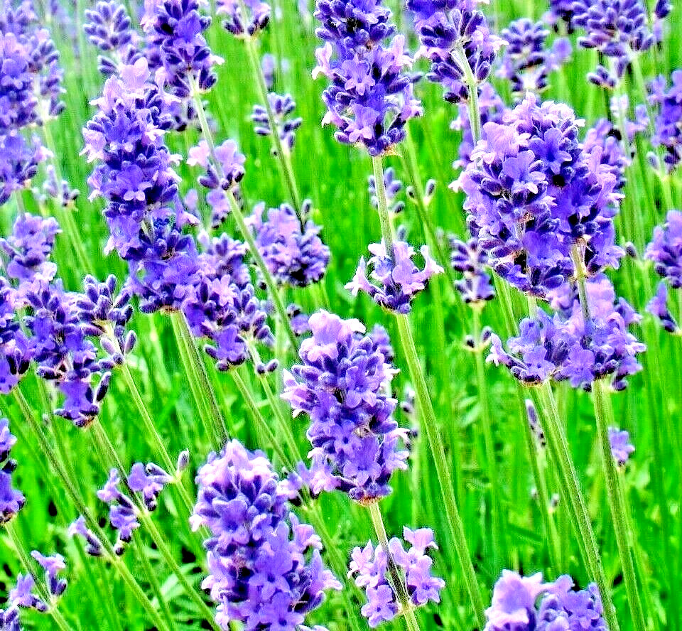 800+ LAVENDER SEEDS AUTUMN PERENNIAL MOSQUITO BUG REPELLING HERB BEES NON-GMO US