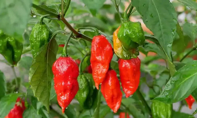 (20) Ghost Pepper Bhut Jolokia Seeds Super Hot Pepper