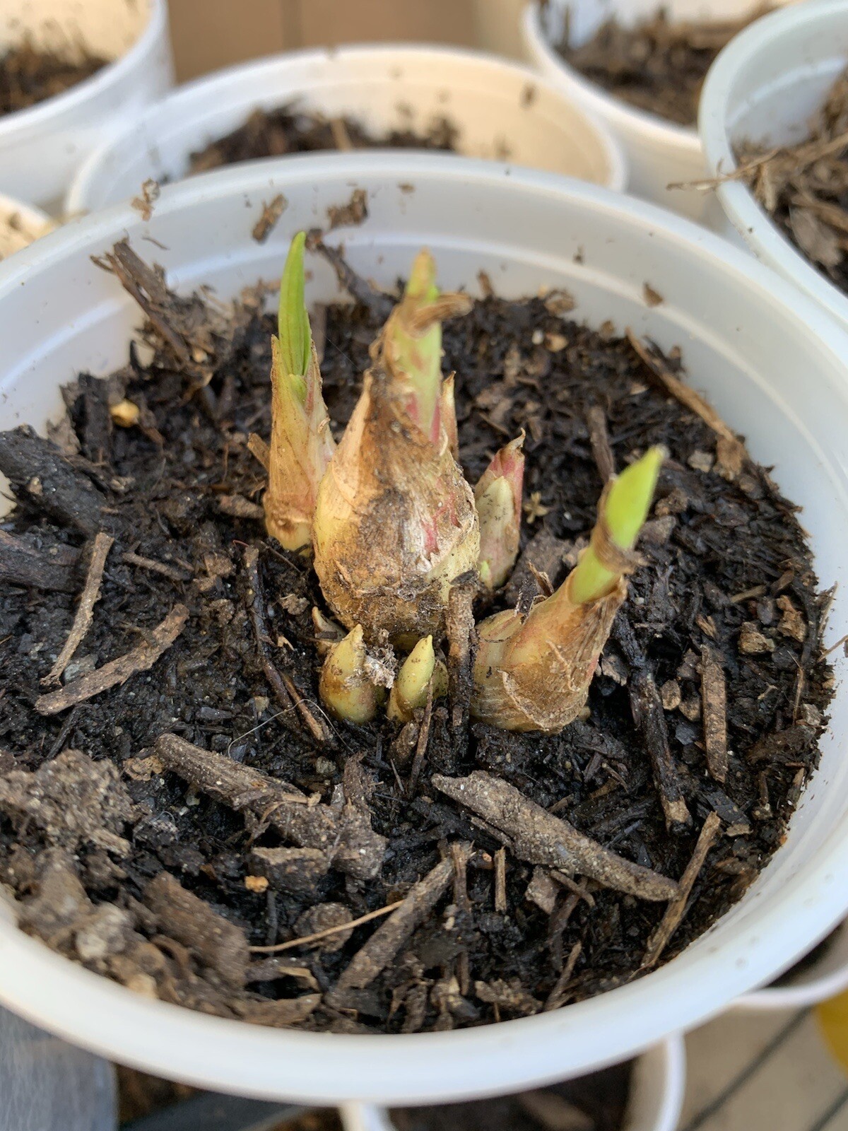 Tuberose Fragrance Double Pearl. 2 Clump, Bulbs 2+ Sz S / M / L Ready To Plant.