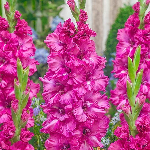 10 Gladiolus Flower Bulbs-Spectacular Rainbow Mix(Pack of 10 Lrg Bulbs)Zone 3-10