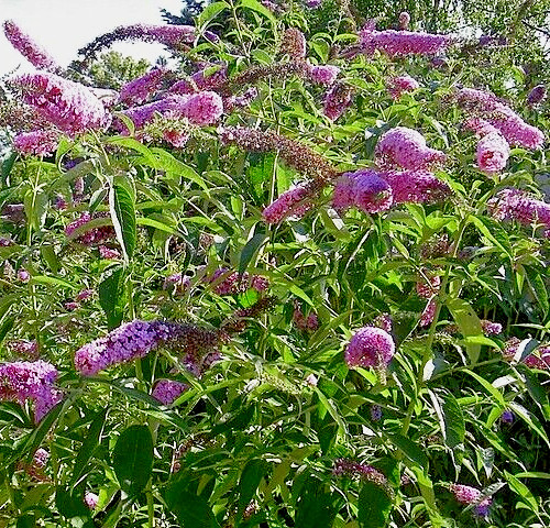 BUTTERFLY BUSH LAVENDER, 2000 SEEDS, BUDLEJA DAVIDII, beautifully scented bulk