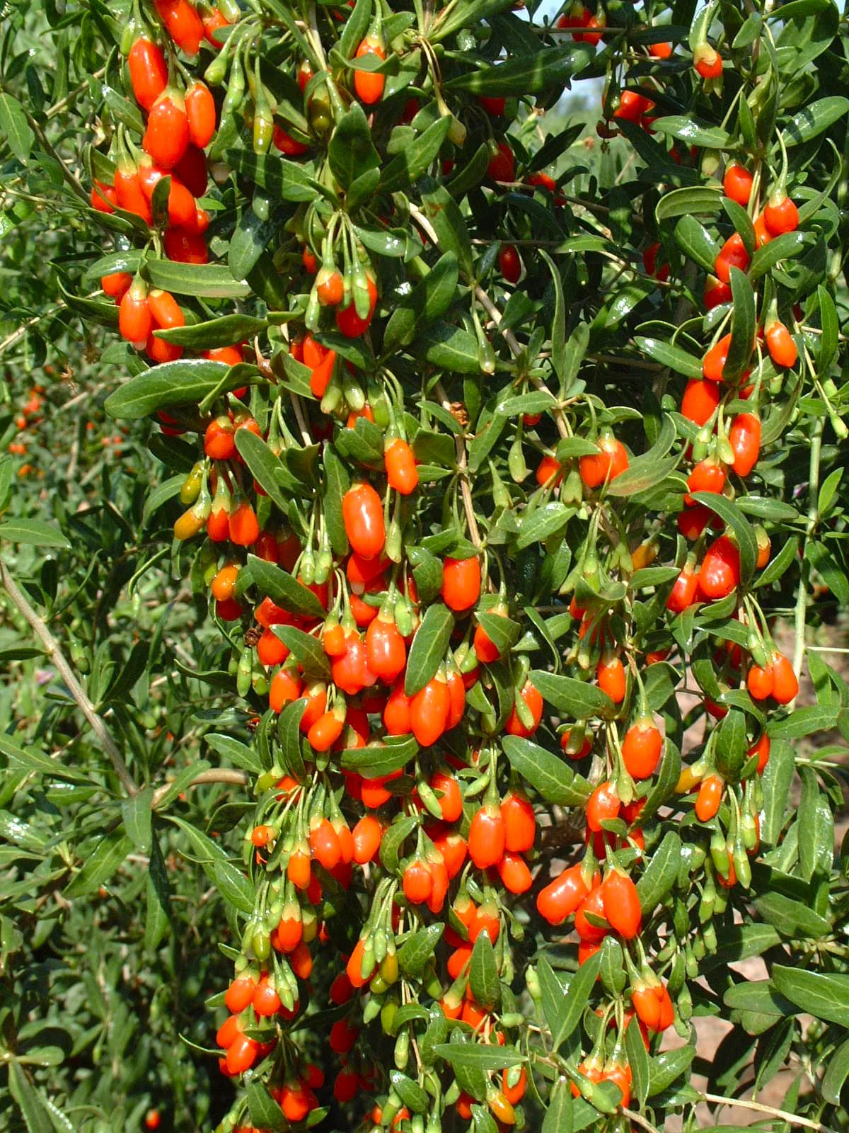 Goji Berry Tree Seeds | Lycium Wolfberry Chinese Fruit Seeds 2024 Free Shipping