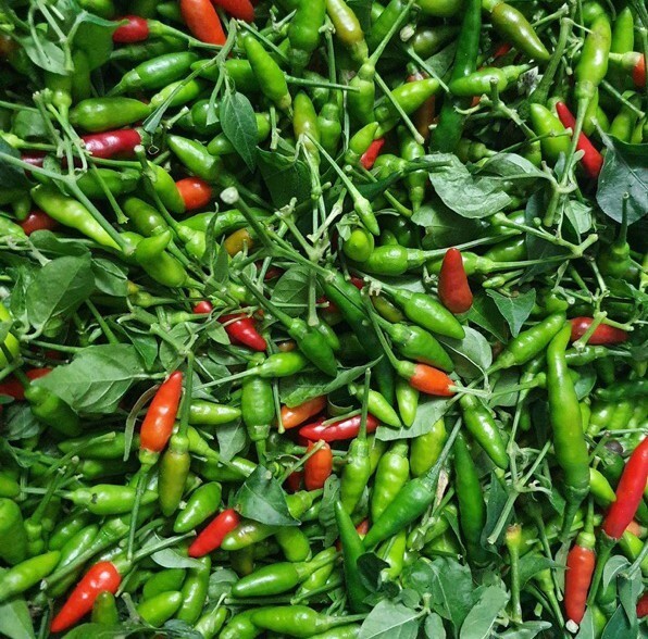 🌿65 Wild Bird’s Eye Chili Seeds/Ớt Xiêm Rừng – Authentic, Hot, USA Grown 🌿