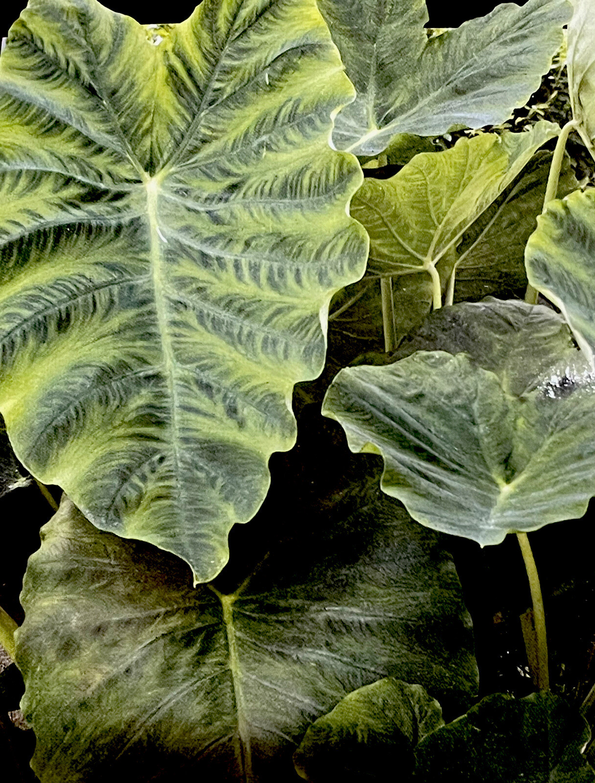 Elephant Ear ‘Big Leaf Green’ (1) Bulb