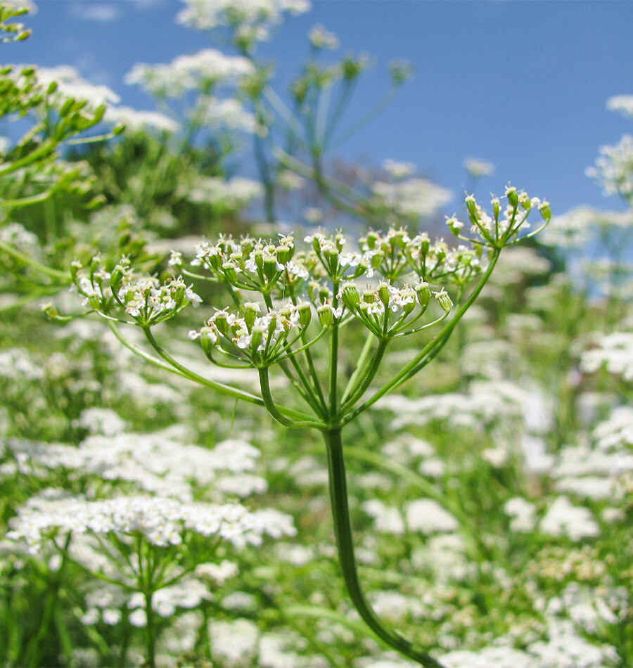 Cumin Seeds | Non-GMO | Fresh Herb Garden Seeds