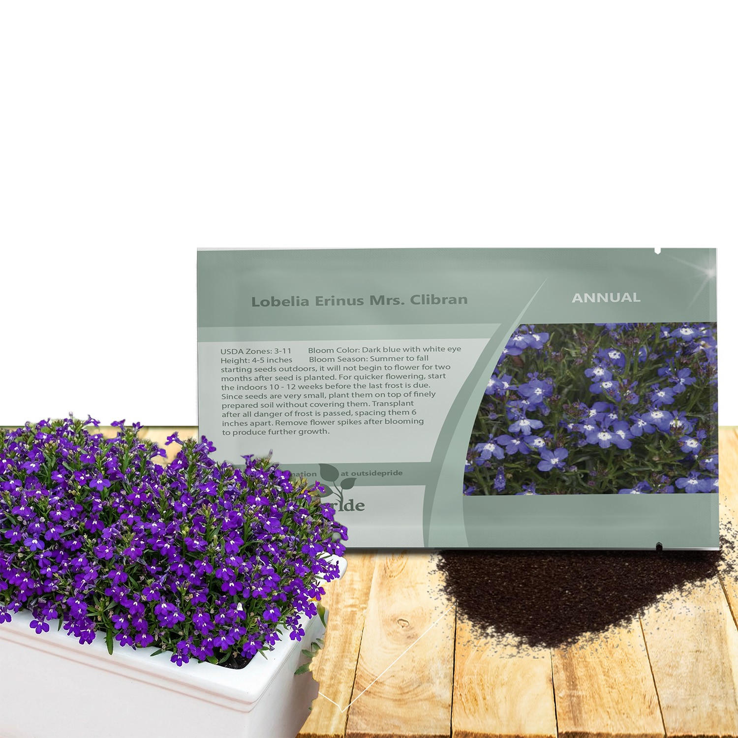 5000 Seeds Lobelia Seeds – Mrs Clibran Lobelia Ground Cover Seed