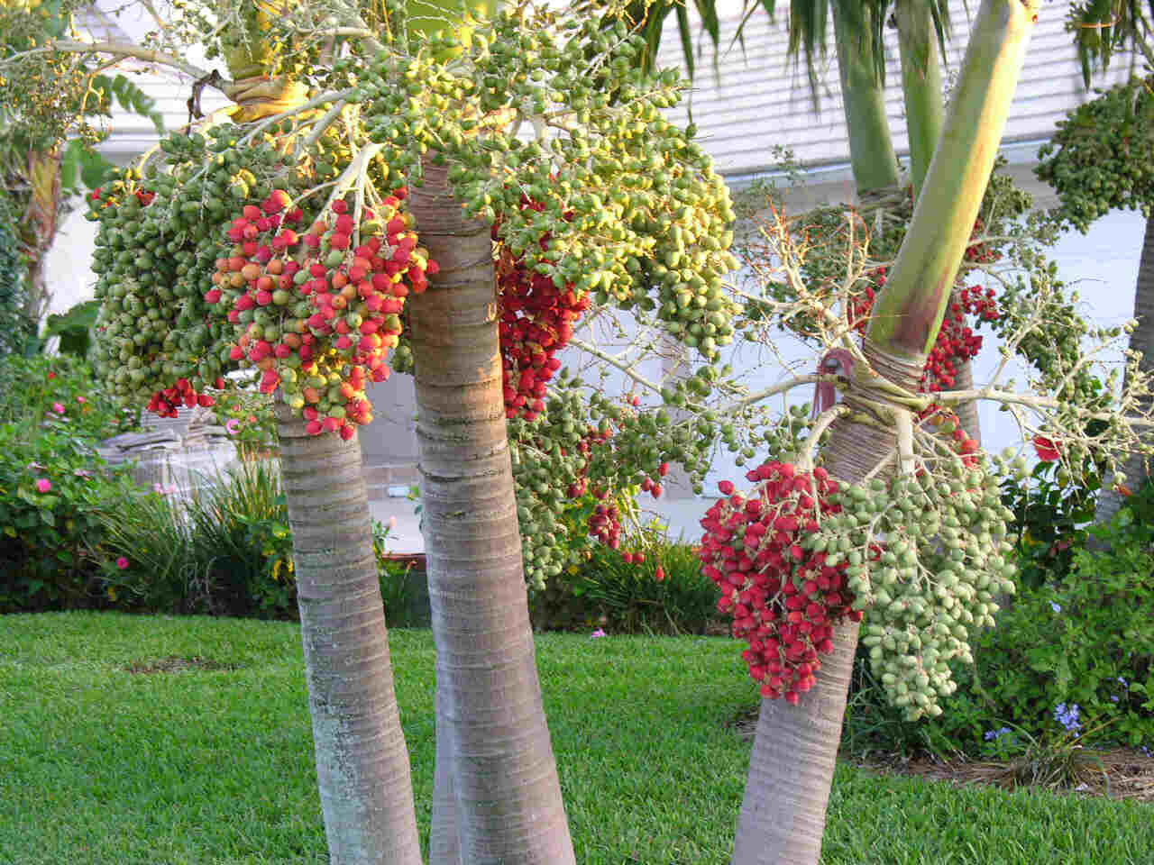 Christmas Palm Tree Adonidia merrilli 15 LIVE SEEDS TROPICAL Dwarf Royal Palm