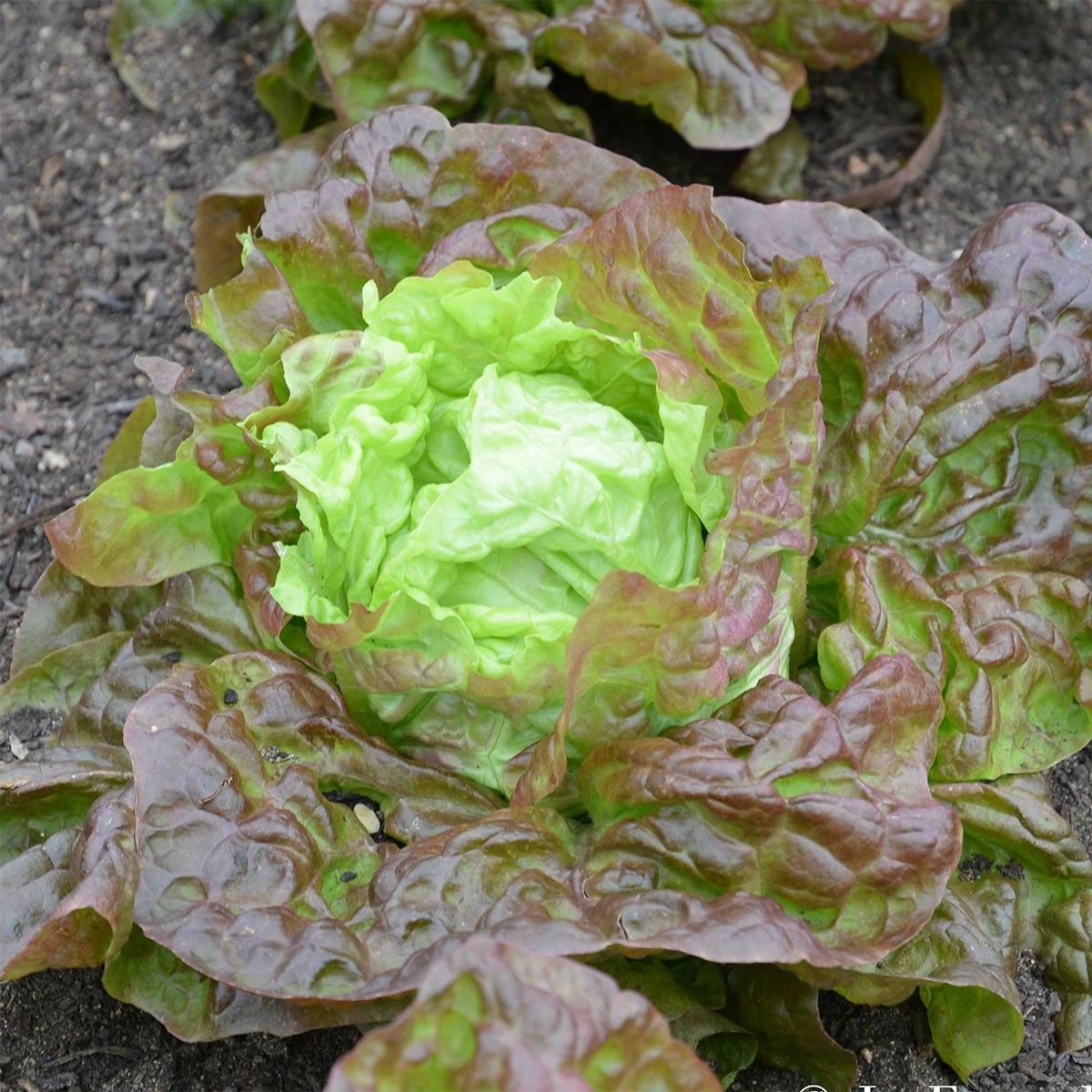 Lettuce Seeds 600+ Merveille des Quatre Saisons Marvel Of Four Seasons French