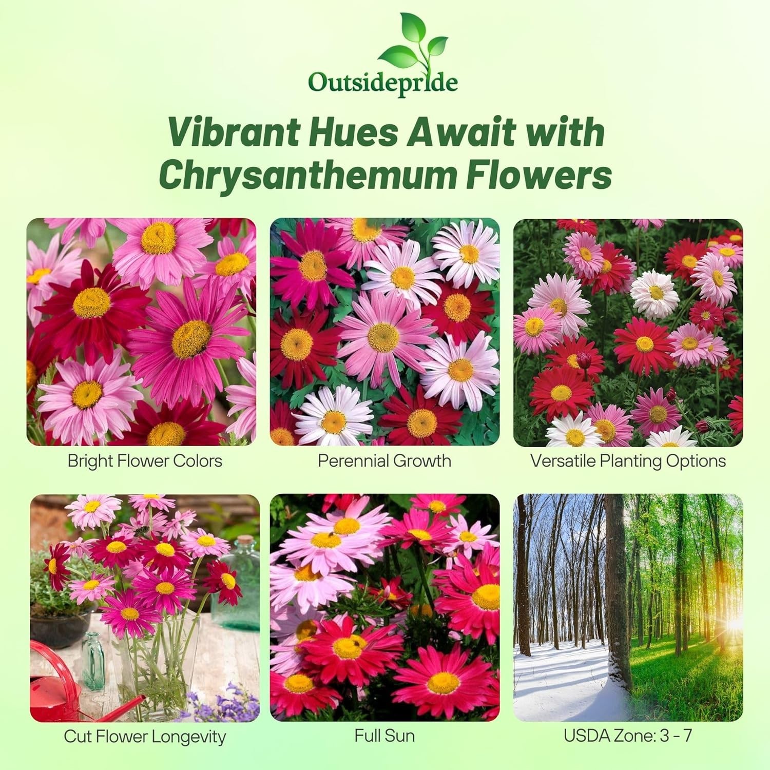 5000 Seeds Chrysanthemum Seed Mix For Planting Outdoors | Pyrethrum