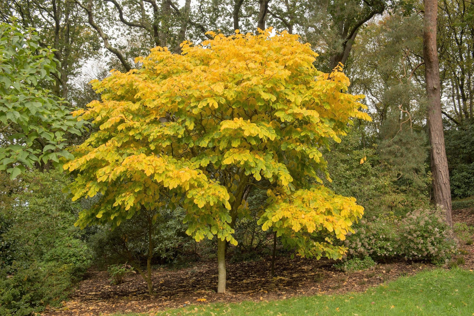 10 YELLOW ASH TREE Kentucky Yellowwood White Flr Cladrastis Lutea Kentukea Seeds