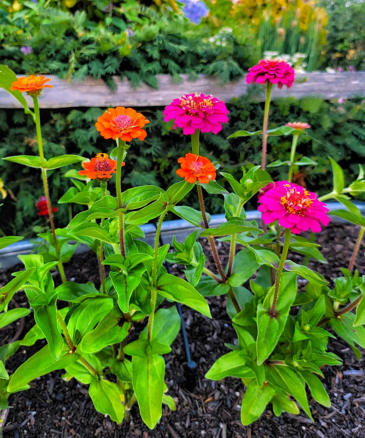 Lilliput Mix Zinnia Seeds | Pom Pom Dwarf Rainbow Multi Color Flower Seed 2024