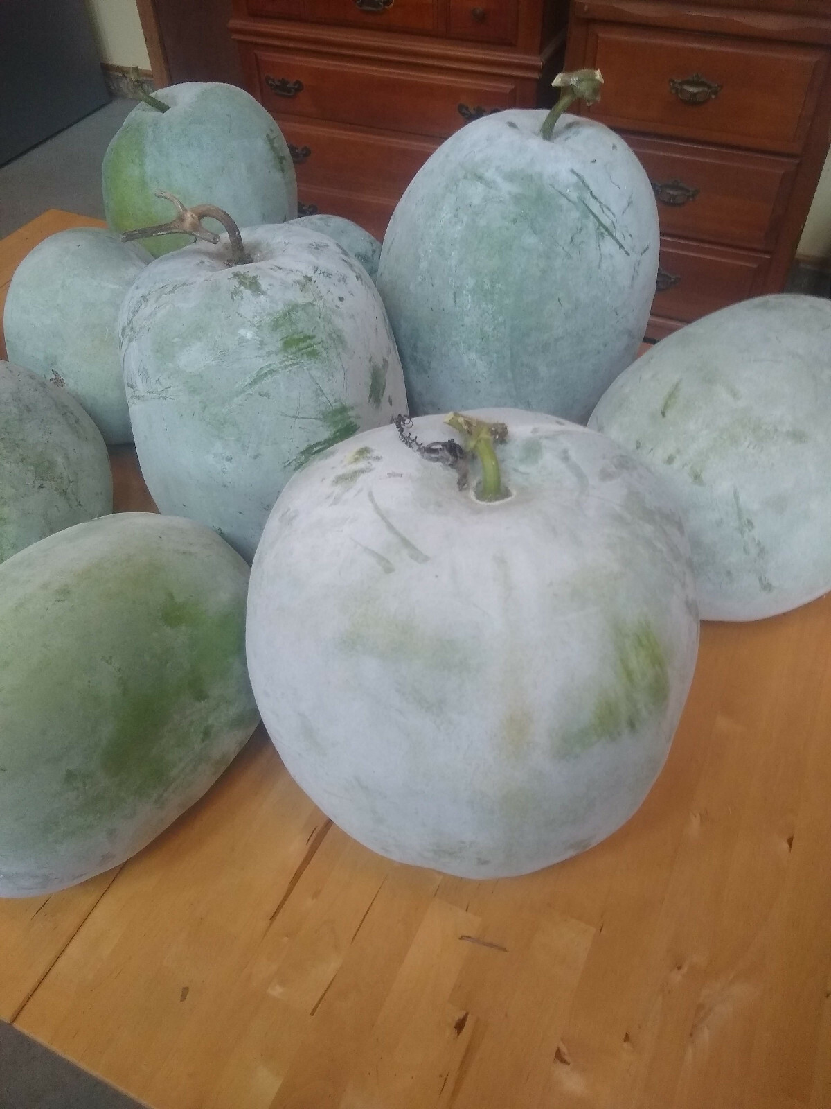 Winter Melon Seed ~ Benincasa hispida ~ Wax Gourd