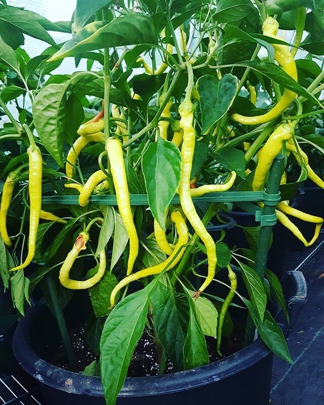 RARE✿ Heirloom Corbaci Sweet Pepper 15 Seeds ●Ripe Early