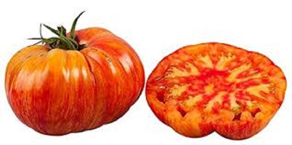 Mr. Stripey – Beautiful Bi-Colored – +25 Fresh Seeds – Buy any 3 items, 20% off!